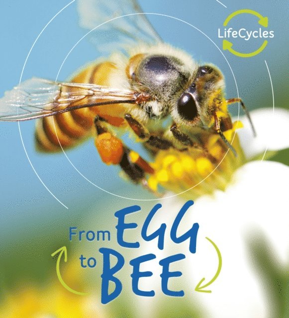 Camilla de la Bedoyere - Lifecycles: Egg to Bee, E-bok