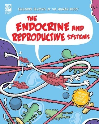 Joseph Midthun - Endocrine and Reproductive Systems, Häftad