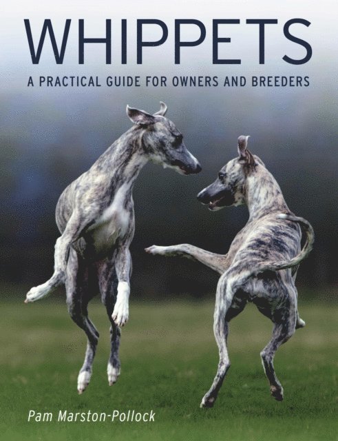 Pam Marston-Pollock - Whippets, E-bok