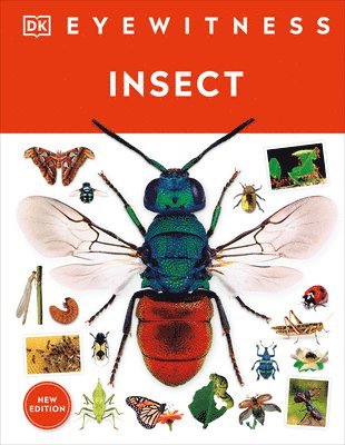 Eyewitness Insect
