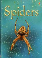 Spiders