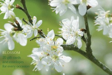 Card Box of 20 Notecards and Envelopes: Blossom av Anness Punlishing