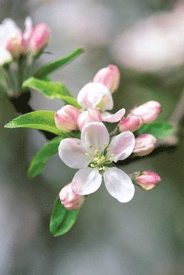 Peony Press - Memo Block - Apple Blossom, Inbunden. Tillgänglighet: Lägg i varukorg