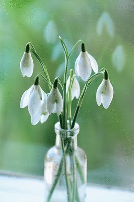 Peony Press - Memo Block Snowdrop, Övrigt. Tillgänglighet: Lägg i varukorg