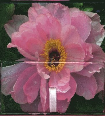 Peony Press - Memo Block - Peony, Inbunden. Tillgänglighet: Lägg i varukorg