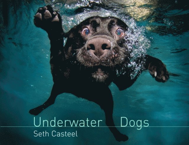 Seth Casteel - Underwater Dogs, E-bok. Tillgänglighet: Lägg i varukorg