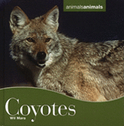 Coyotes