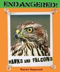 Hawks and Falcons
