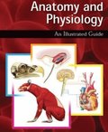 Anatomy and Physiology: An Illustrated Guide