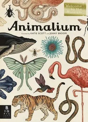 Jenny Broom - Animalium: Welcome to the Museum, Inbunden
