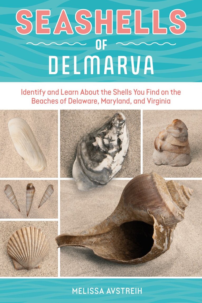 Seashells of Delmarva