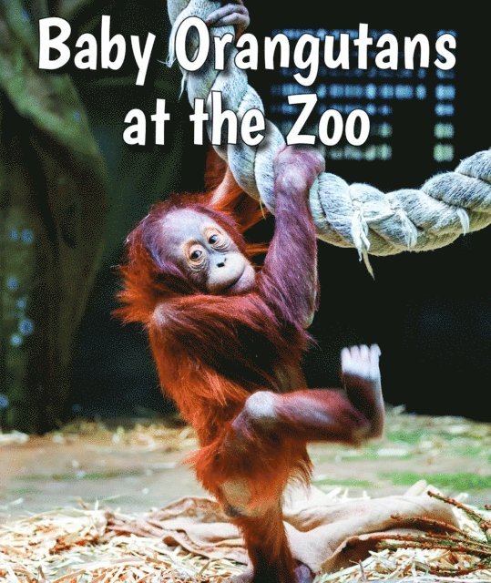 Cecelia H. Brannon - Baby Orangutans at the Zoo, E-bok. Tillgänglighet: Lägg i varukorg
