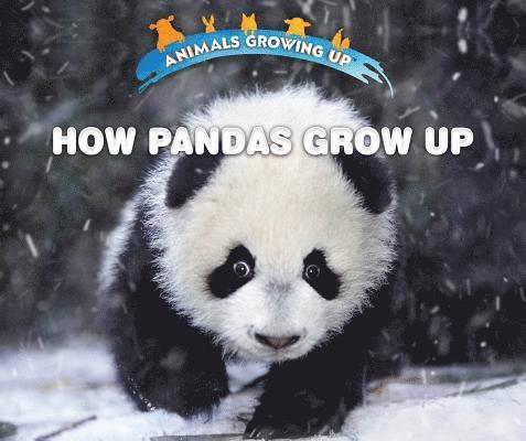 Lisa Idzikowski - How Pandas Grow Up, Inbunden