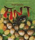 Life Cycle of the Ant