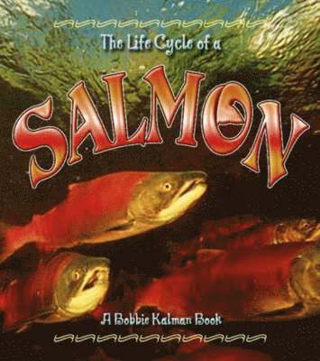 Kelley MacAuley - Life Cycle of the Salmon, Häftad
