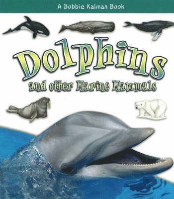 Dolphins and Other Marine Mammals