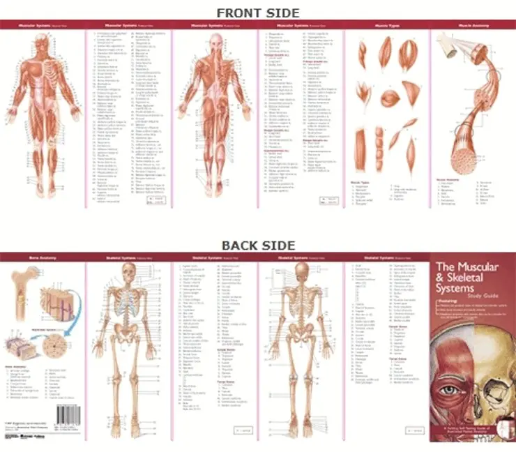 Anatomical Chart Company's Illustrated Pocket Anatomy: The Muscular & Skeletal Systems Study Guide. Tillgänglighet: Tillfälligt slut