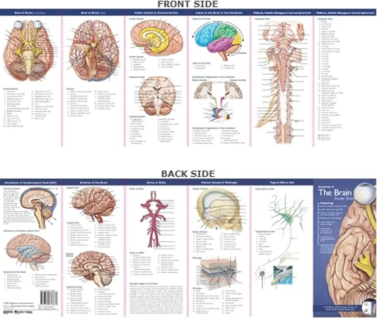 Anatomical Chart Company's Illustrated Pocket Anatomy: Anatomy of The Brain Study Guide. Tillgänglighet: Lägg i varukorg