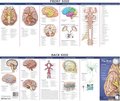 Anatomy of the Brain: Study Guide