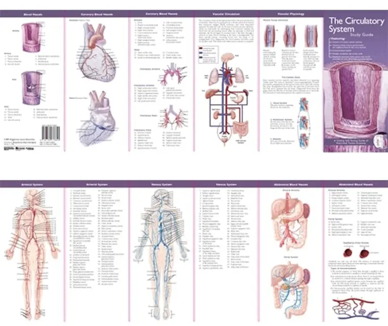 TBD - Anatomical Chart Company's Illustrated Pocket Anatomy: The Circulatory System Study Guide. Tillgänglighet: Tillfälligt slut