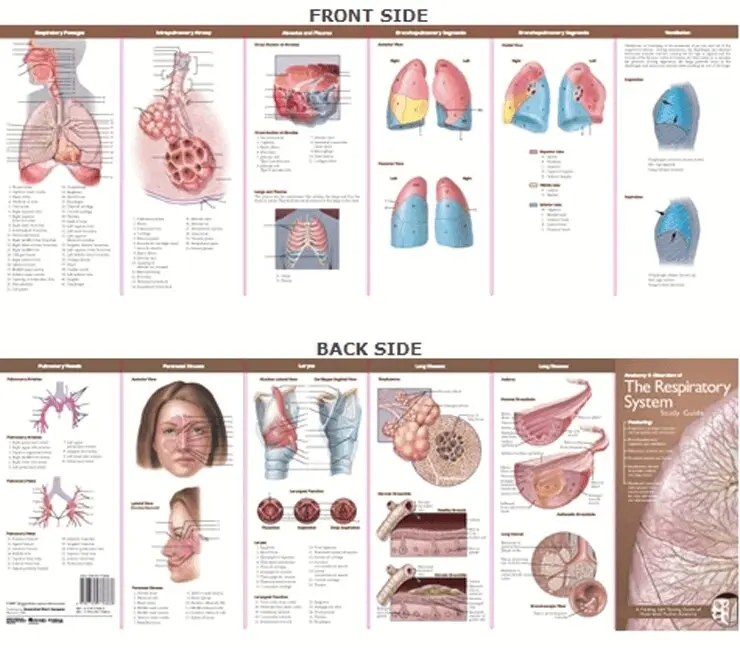 TBD - Anatomical Chart Company's Illustrated Pocket Anatomy: Anatomy & Disorders of The Respiratory System Study Guide. Tillgänglighet: Tillfälligt slut