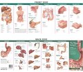 Anatomical Chart Company's Illustrated Pocket Anatomy: Anatomy & Disorders of the Digestive System Study Guide (Study Guide)