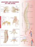 Natomy & Injuries Of The Spine Anatomica