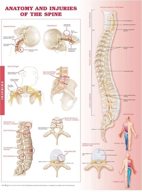Anatomy and Injuries of the Spine Anatomical Chart, Övrigt
