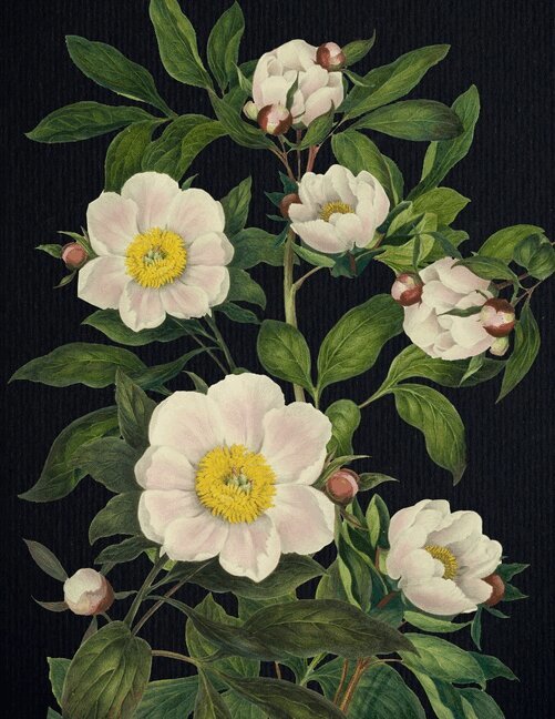 Editors of Chartwell Books - Blooming Flowers Journal, Häftad