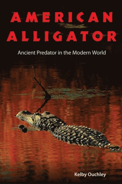 American Alligator