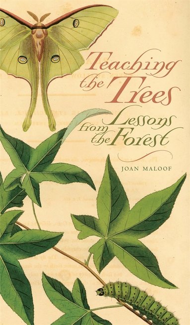 Teaching the Trees av Joan Maloof