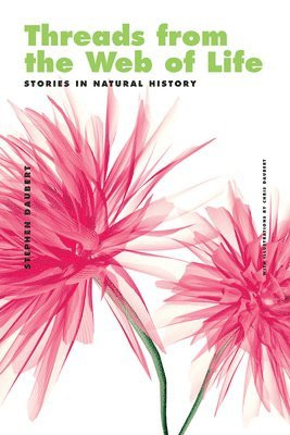 Stephen Daubert - Threads from the Web of Life & The Shark and the Jellyfish, Häftad