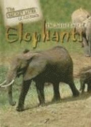 J. Lou Barnes - The Secret Lives of Elephants, Inbunden. Tillgänglighet: Tillfälligt slut