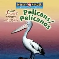 Kathleen Pohl - Pelicans / Pelícanos, Inbunden. Tillgänglighet: Lägg i varukorg