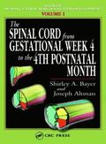 The Spinal Cord from Gestational Week 4 to the 4th Postnatal Month