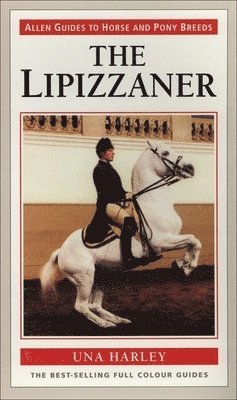 Lipizzaner Horse the