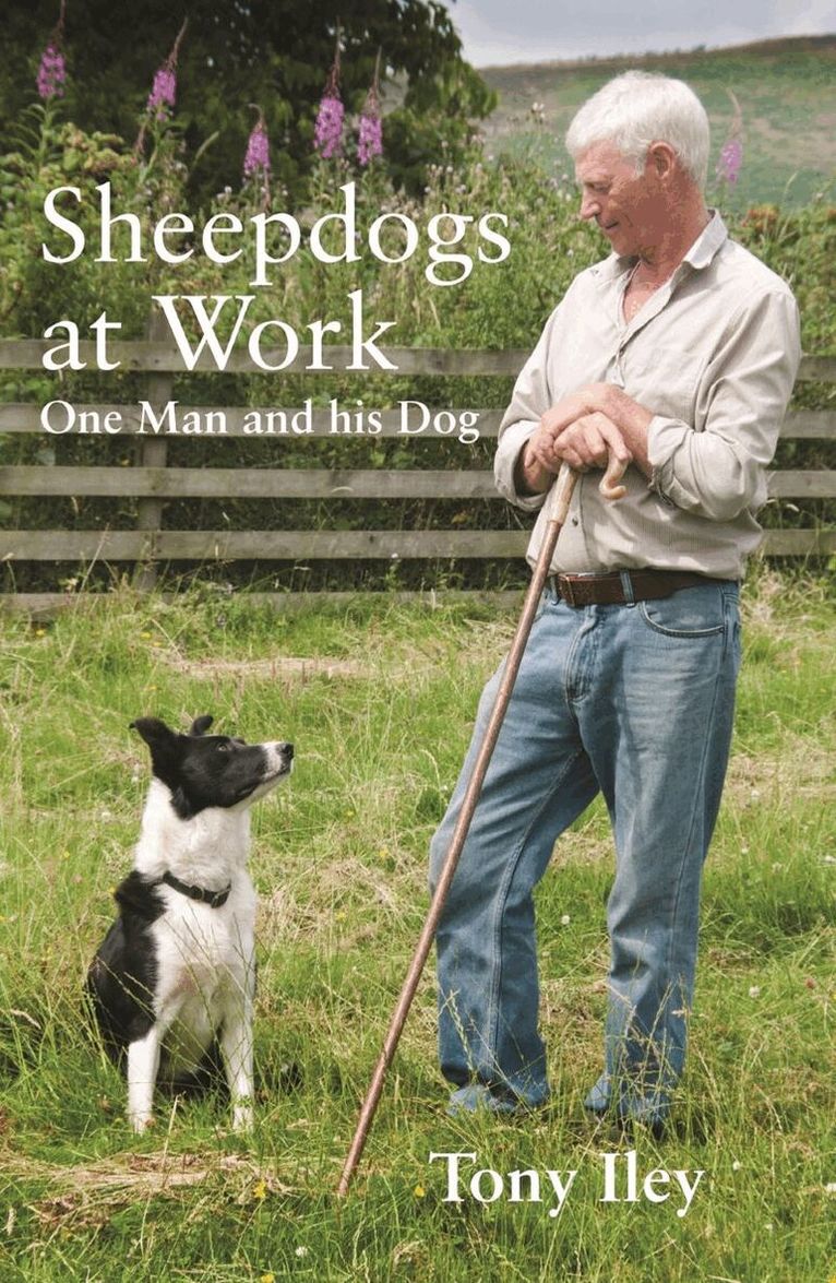 Sheepdogs at Work