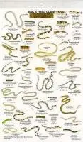 Craig Macgowan - Mac's Field Guides: North American Reptiles, Häftad. Tillgänglighet: Lägg i varukorg