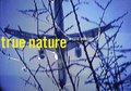 Willie Doherty  True Nature