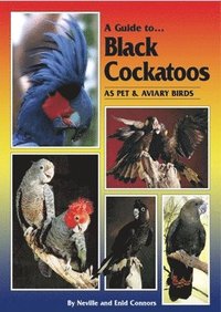 A Guide to Black Cockatoos as Pet and Aviary Birds