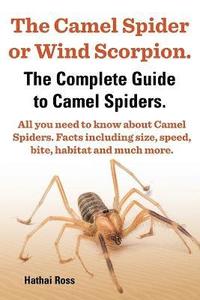 With All You Need to Know About Camel Spiders
