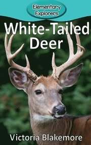 White-Tailed Deer