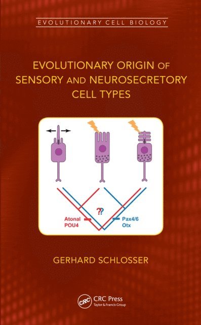 Gerhard Schlosser - Evolutionary Origin of Sensory and Neurosecretory Cell Types, E-bok
