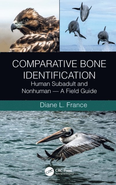 Diane L. France - Comparative Bone Identification, E-bok