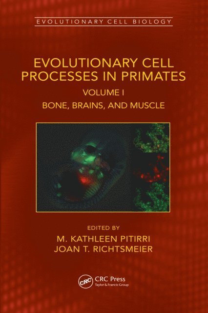 Joan T. Richtsmeier, M. Kathleen Pitirri - Evolutionary Cell Processes in Primates, E-bok
