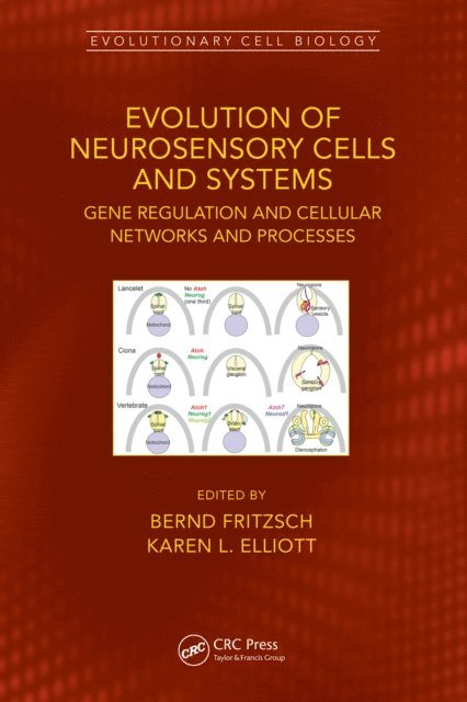 Karen Elliott, Bernd Fritzsch - Evolution of Neurosensory Cells and Systems, E-bok