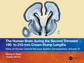 The Human Brain during the Second Trimester 190? to 210?mm Crown-Rump Lengths