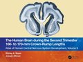 The Human Brain during the Second Trimester 160? to 170?mm Crown-Rump Lengths