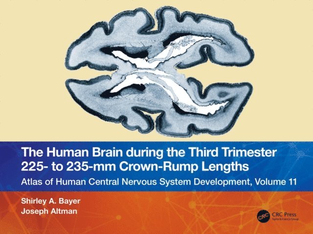 Joseph Altman, Shirley A. Bayer - Human Brain during the Third Trimester 225- to 235-mm Crown-Rump Lengths, E-bok
