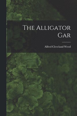 Alligator Gar